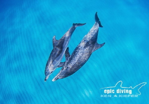 Mother and calf Atlantic Spotted Dolphins play in the ope... by Ken Kiefer 